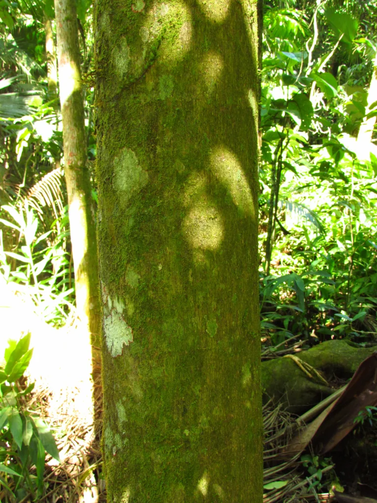 Archonthophoenyx cunningamiana (14)