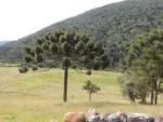 Araucaria angustifolia (22)