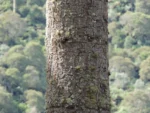Araucaria angustifolia (20)