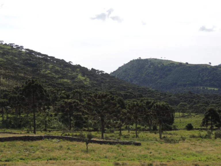 Araucaria angustifolia (21)