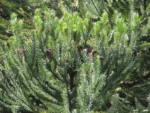 Araucaria angustifolia (14)
