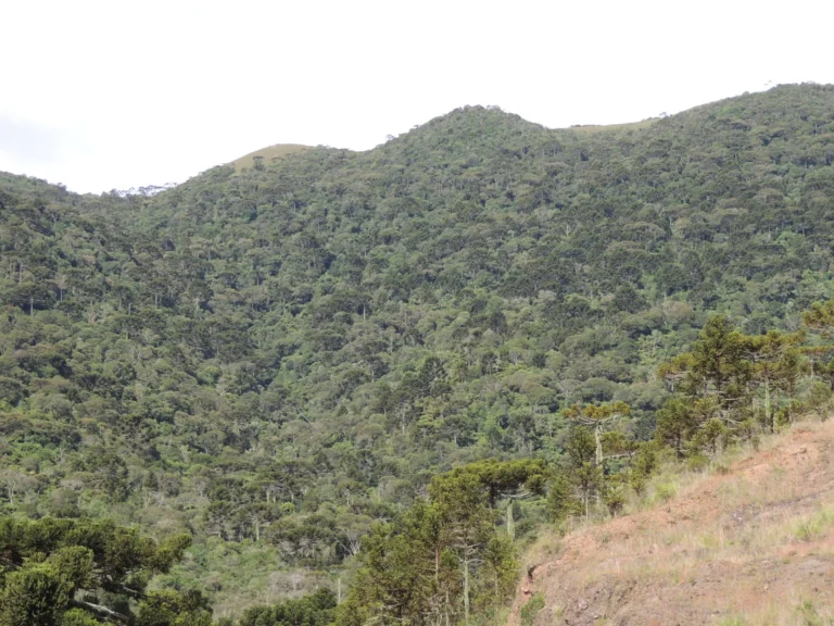 Araucaria angustifolia (16)