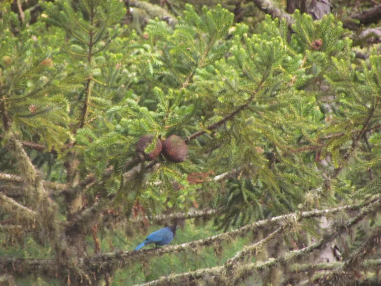 Araucaria angustifolia (9)