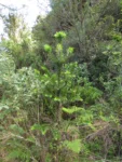 Araucaria angustifolia (6)