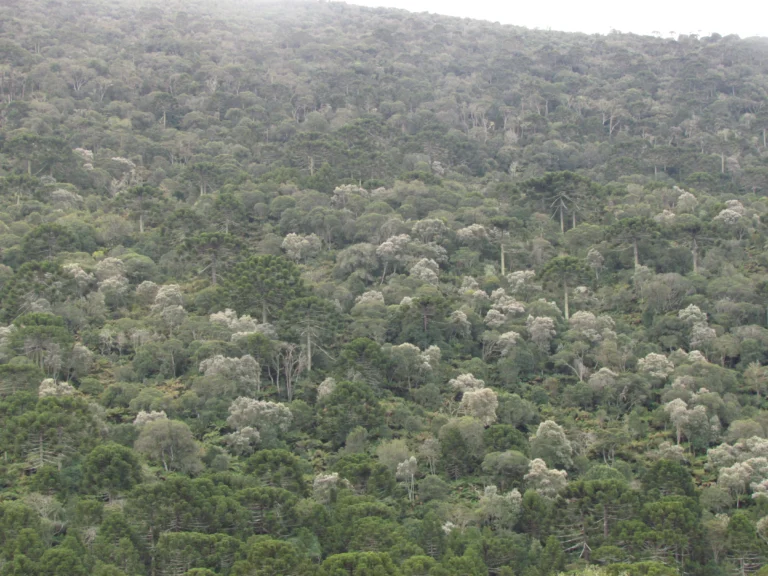Araucaria angustifolia (8)