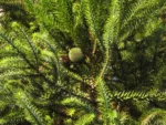 Araucaria angustifolia (2)