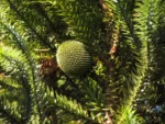 Araucaria angustifolia (3)