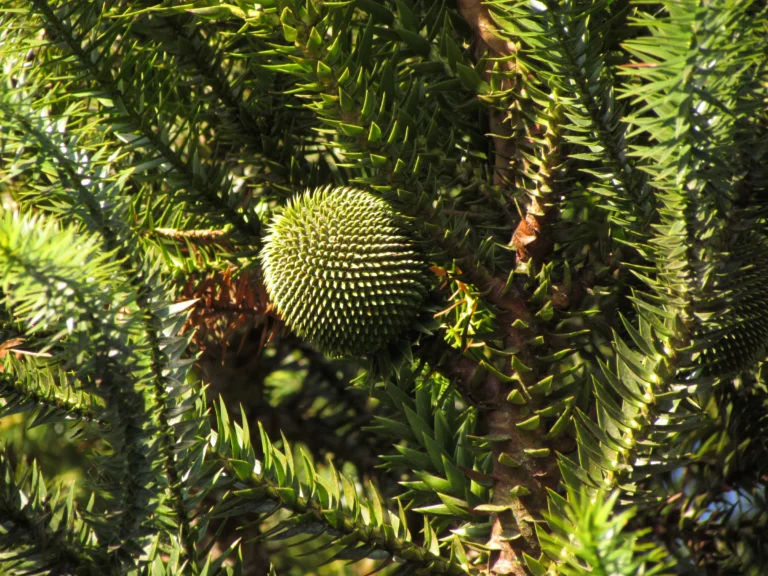 Araucaria angustifolia (3)