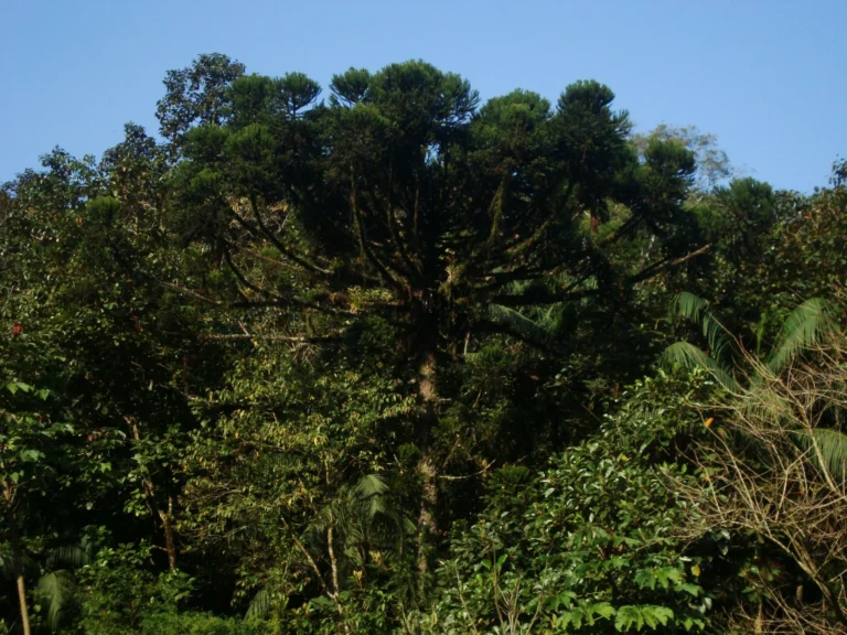 Araucaria angustifolia (1)