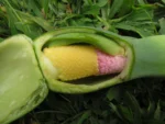 Xanthosoma taioba (23)