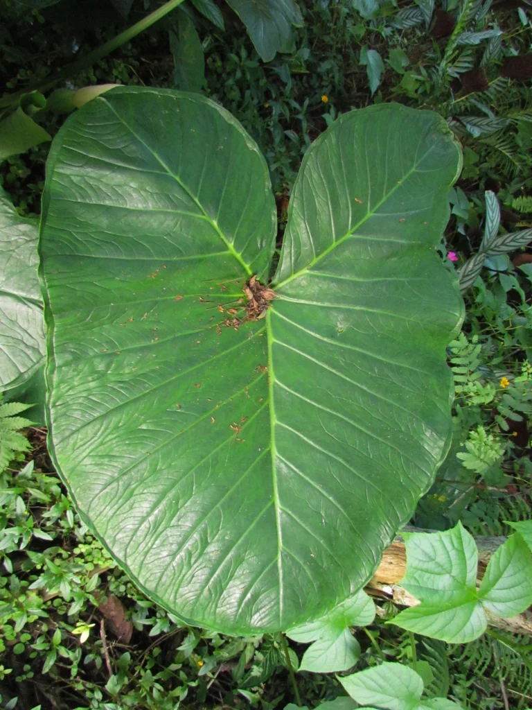 Xanthosoma taioba (19)