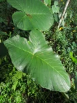 Xanthosoma taioba (20)