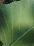 Xanthosoma taioba (18)