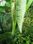 Xanthosoma taioba (13)