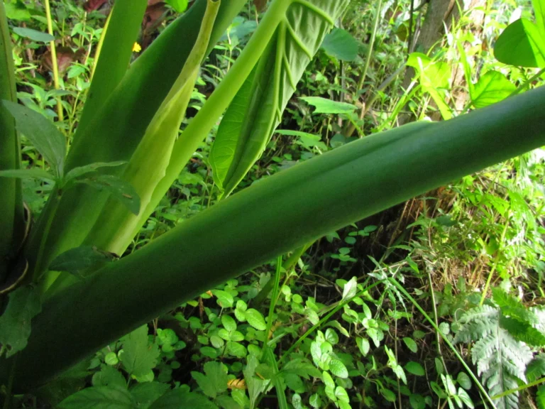 Xanthosoma taioba (14)