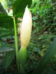 Xanthosoma taioba (6)