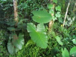 Xanthosoma taioba (2)
