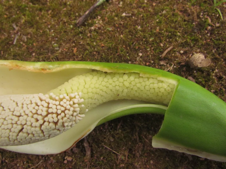 Thaumatophyllum corcovadense (17)