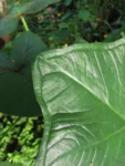 Xanthosoma taioba (1)