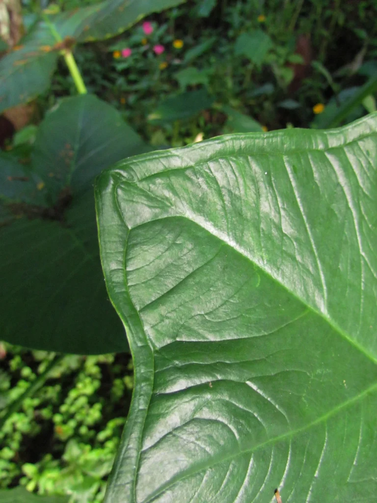 Xanthosoma taioba (1)