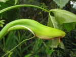 Thaumatophyllum corcovadense (11)