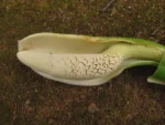 Thaumatophyllum corcovadense (12)