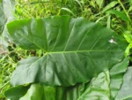 Thaumatophyllum corcovadense (9)