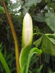 Thaumatophyllum corcovadense (5)