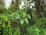 Thaumatophyllum corcovadense (1)
