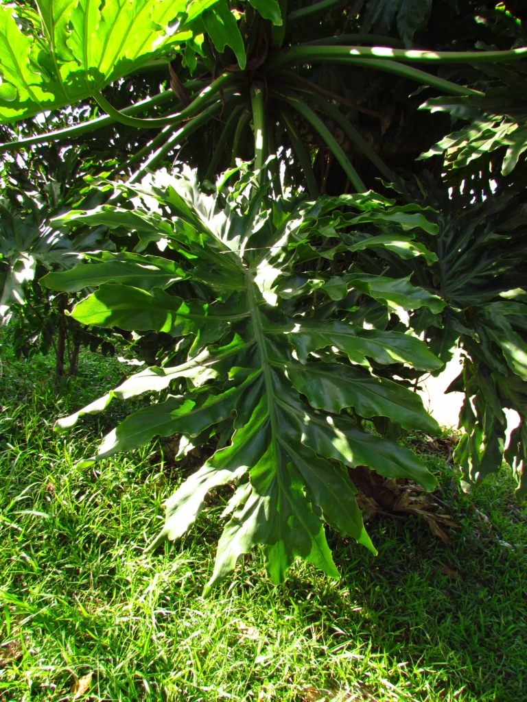 Thaumatophyllum bipinnatifidum (13)