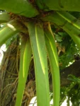 Thaumatophyllum bipinnatifidum (8)