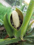 Thaumatophyllum bipinnatifidum (5)