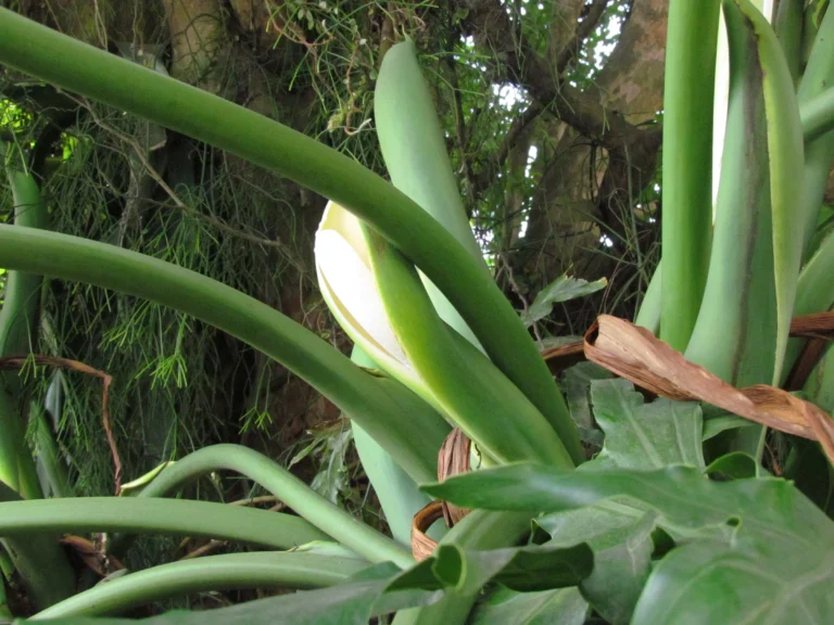 Thaumatophyllum bipinnatifidum (3)