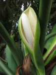 Thaumatophyllum bipinnatifidum (1)