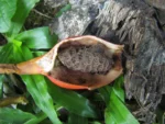 Syngonium podophyllum (38)