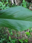 Syngonium podophyllum (30)