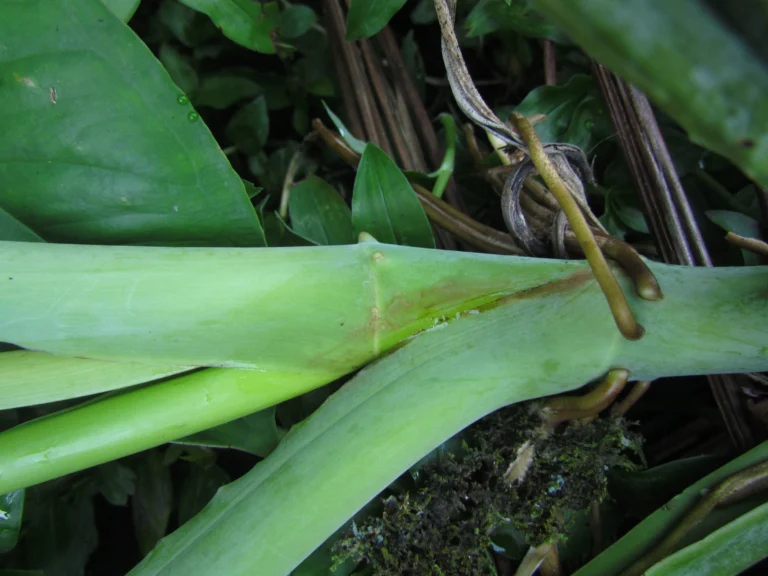 Syngonium podophyllum (26)