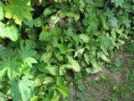 Syngonium podophyllum (16)
