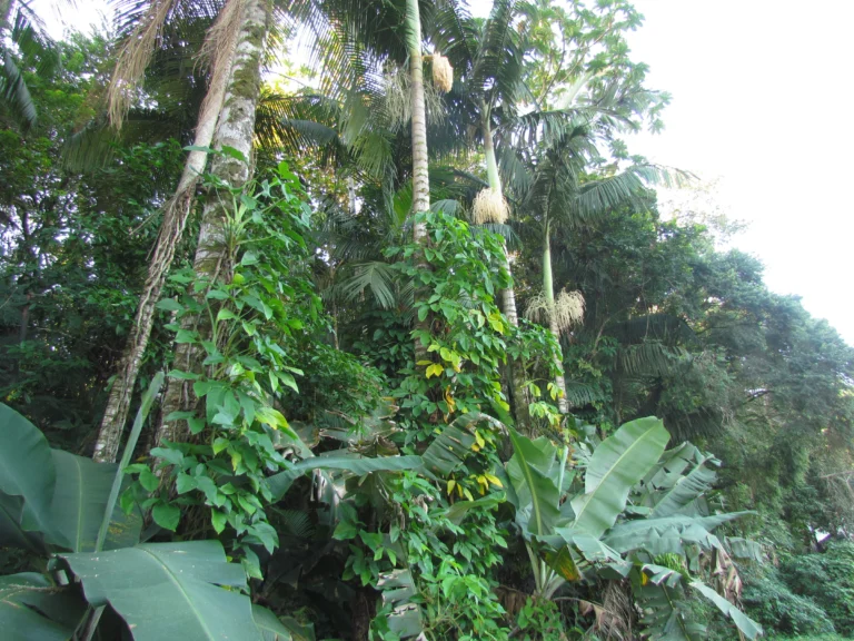 Syngonium podophyllum (17)