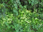Syngonium podophyllum (14)
