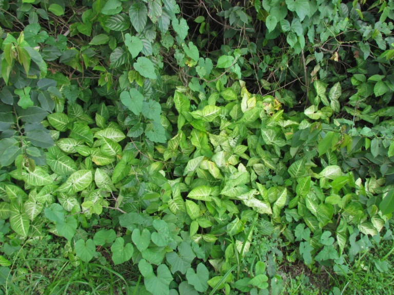 Syngonium podophyllum (14)