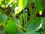 Syngonium podophyllum (10)