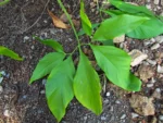 Syngonium podophyllum (12)