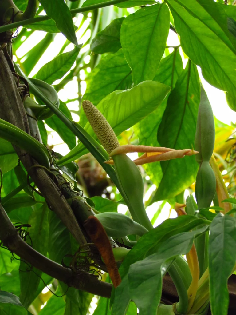 Syngonium angustatum (25)