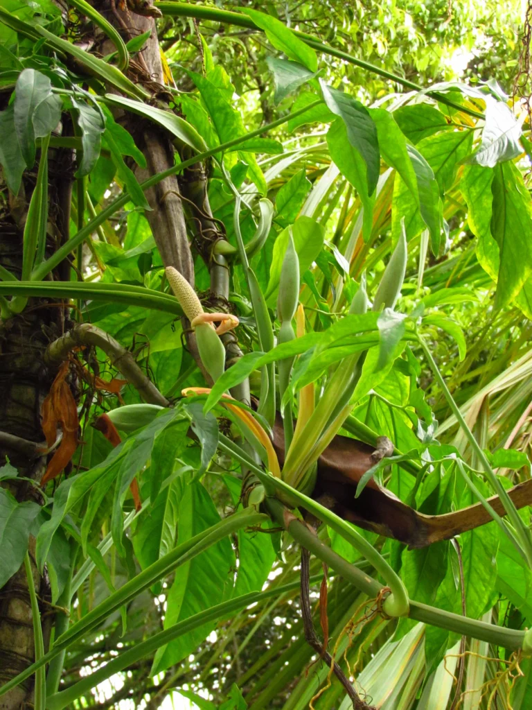 Syngonium angustatum (26)