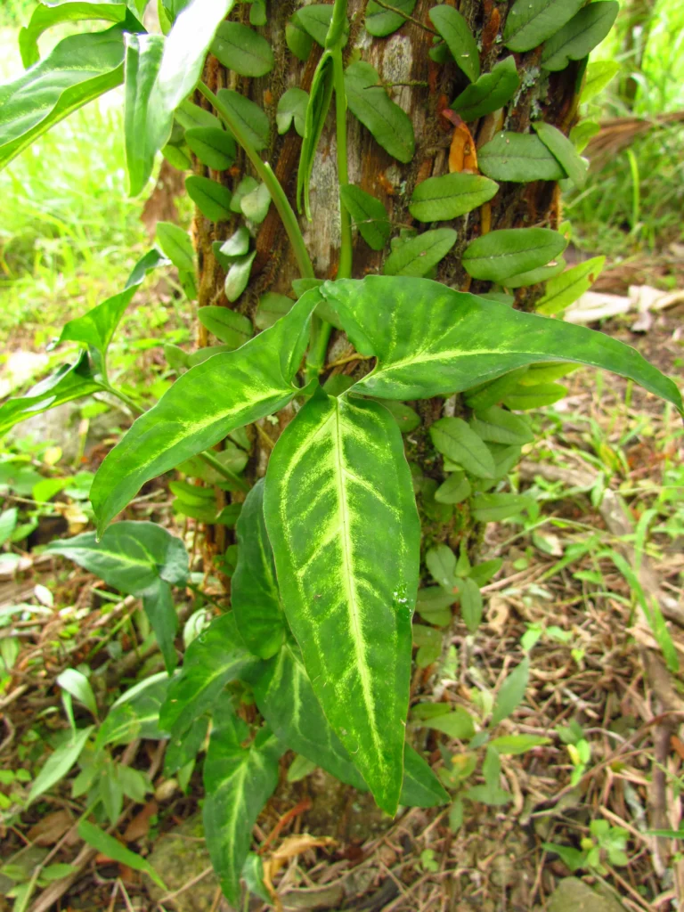 Syngonium angustatum (23)