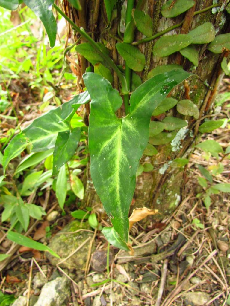 Syngonium angustatum (24)