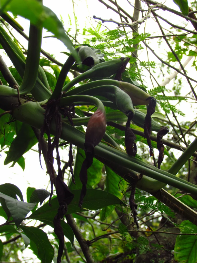 Syngonium angustatum (21)