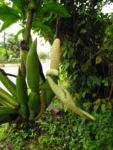 Syngonium angustatum (18)
