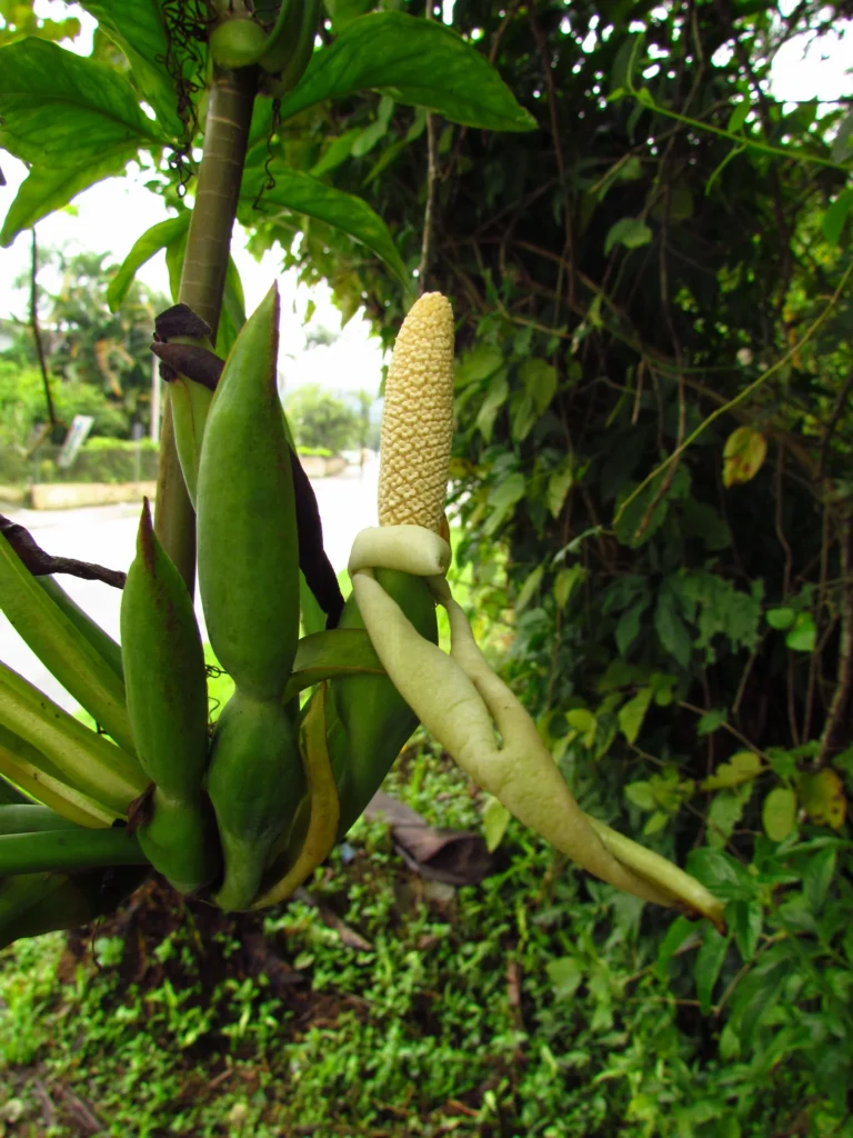 Syngonium angustatum (18)